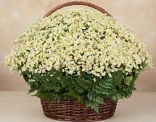 Цветочная композиция из Ромашки в корзине #REPLACE_PRED# Гурьевске Калининградской области
