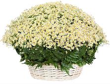 Цветочная композиция из Ромашки в корзине #REPLACE_PRED# Гурьевске Калининградской области
